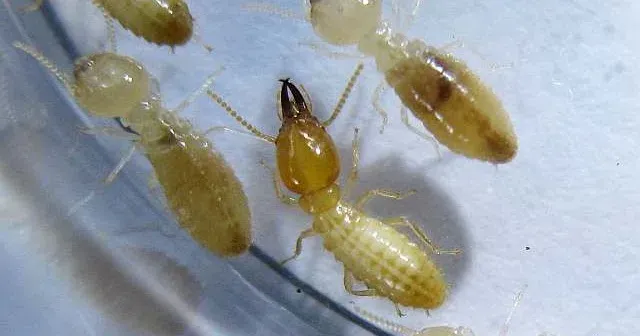 Nasutitermes