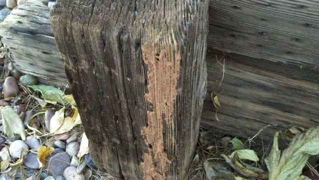 Desert termite