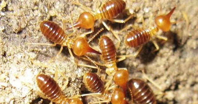 Nasutitermes luzonicus