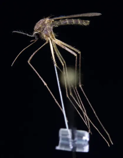 Culiseta melanura