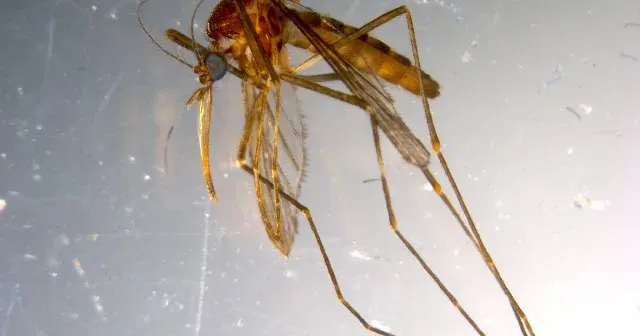Culiseta morsitans