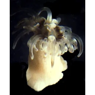 Anemonia sulcata