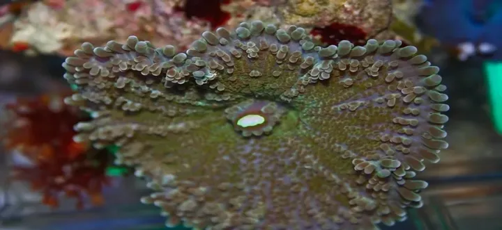 Discosoma