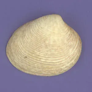 Мерценария