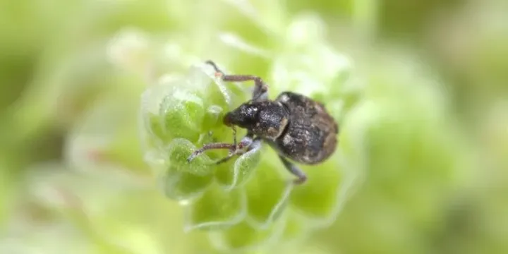 Azolla weevil