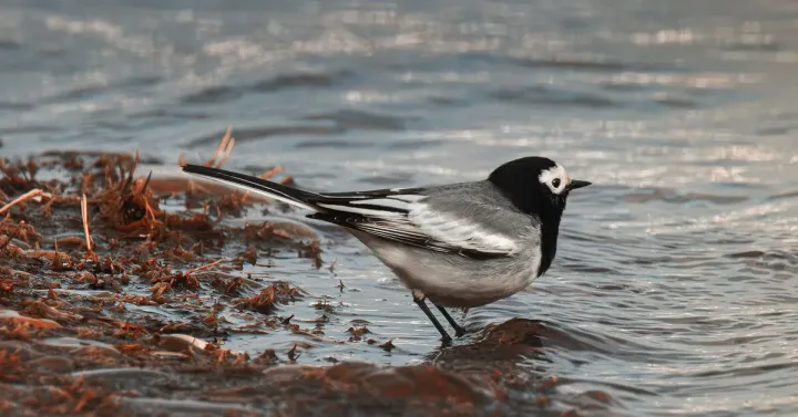 Wagtail