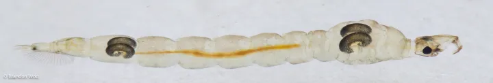 Хаоборус
