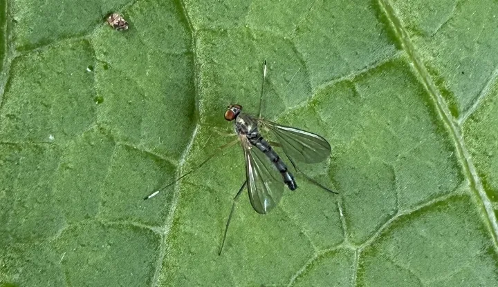 Sciopus