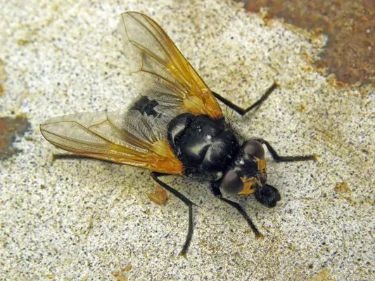 Mesembrina meridiana