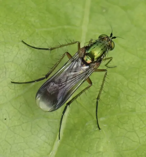 Long-legged fly