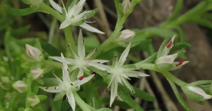 Nevius stonecrop