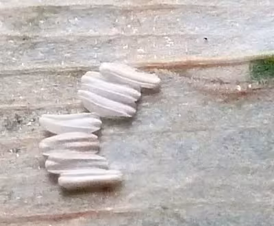 Parallelomma