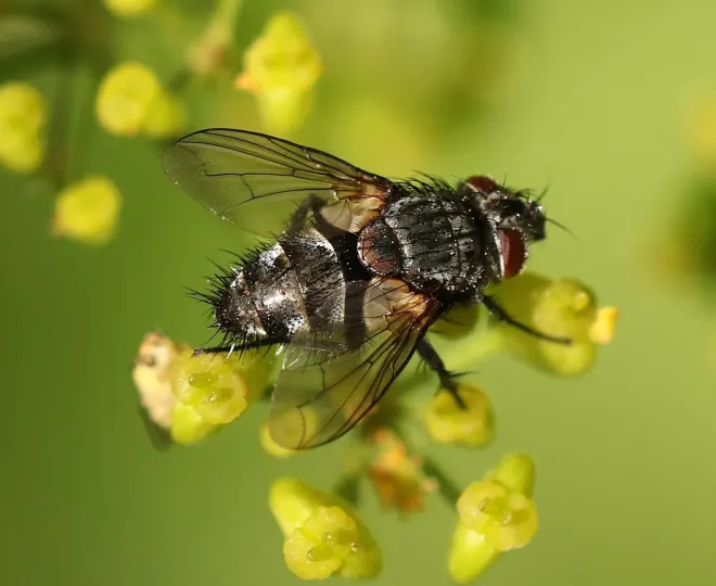Phryxe fly