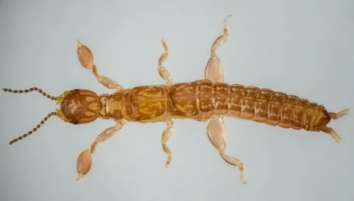 Embioptera