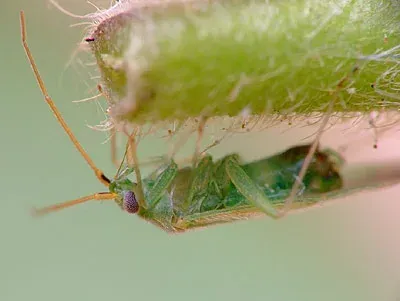 Клоп-сліпяк Orthotylus nassatus