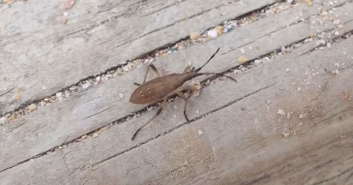 Dicranocephalus