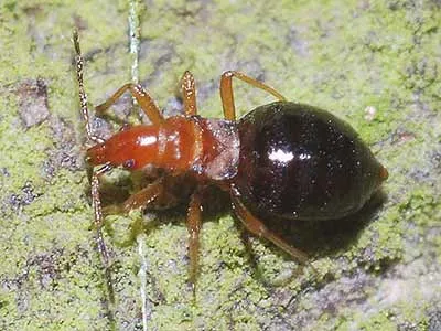 Loricula