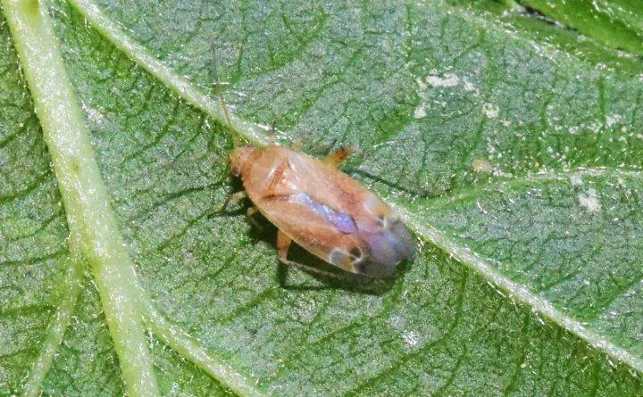 Mirid bug Psallus varians
