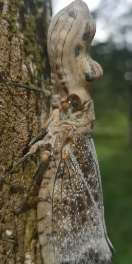 Lanternfly