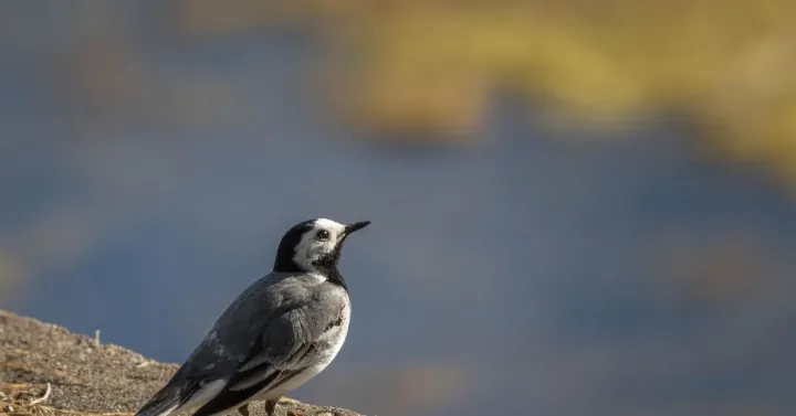 White wagtail