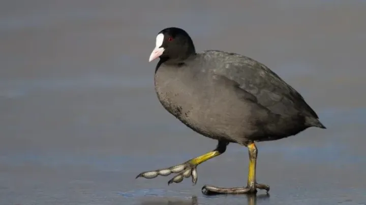 Eurasian coot