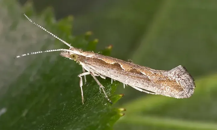 Diamondback moth