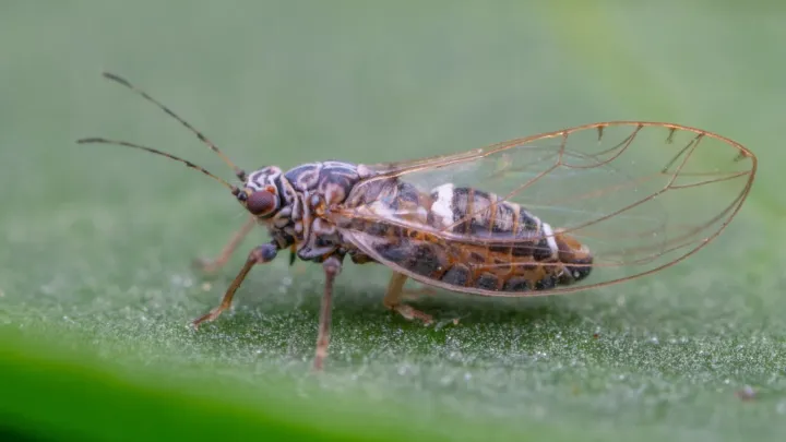Psyllid