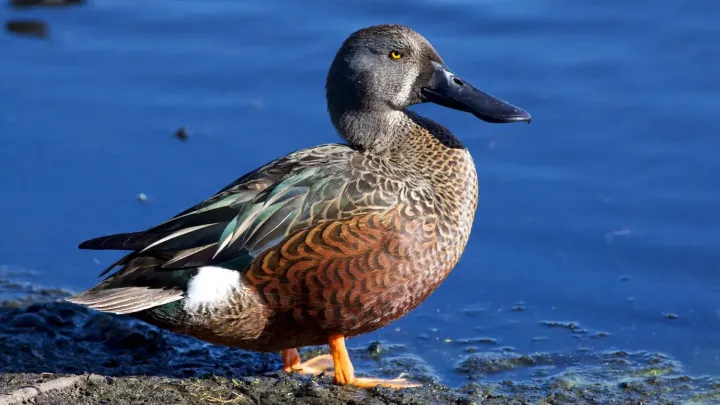 Northern shoveler