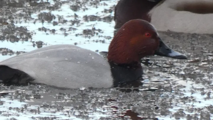 Common pochard