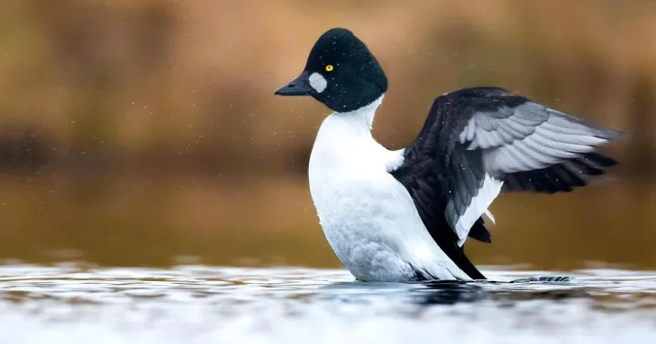 Common goldeneye