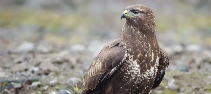 Common buzzard