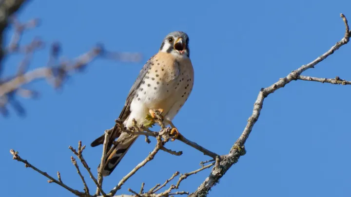 Falcon