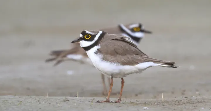 Little ringed plover