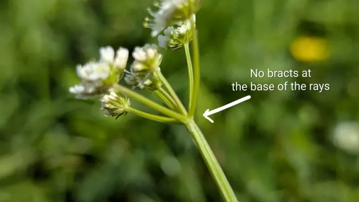 Water dropwort