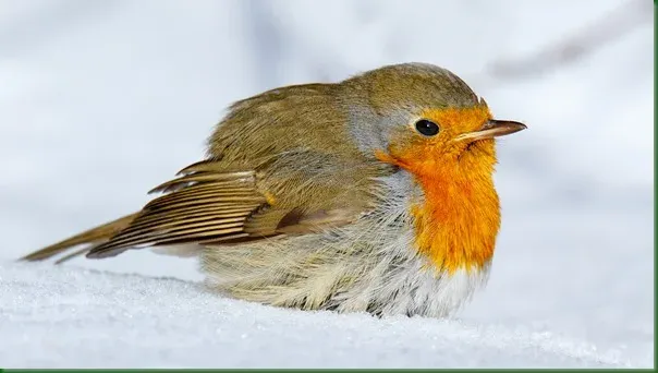 European Robin