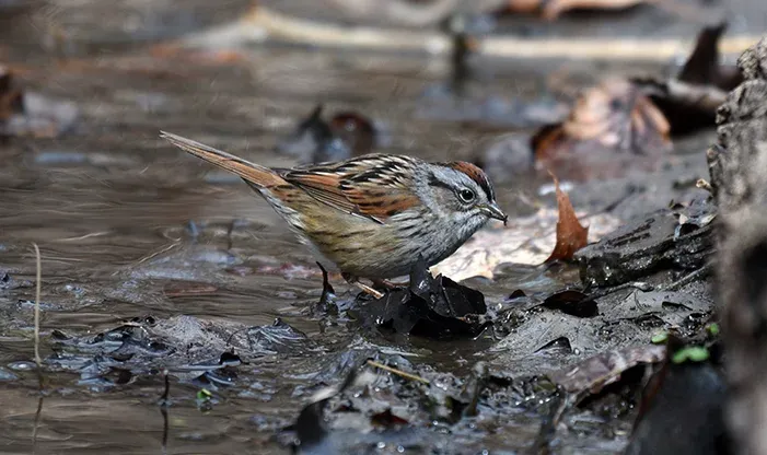 Song sparrows