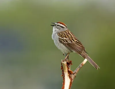 Spizella sparrows