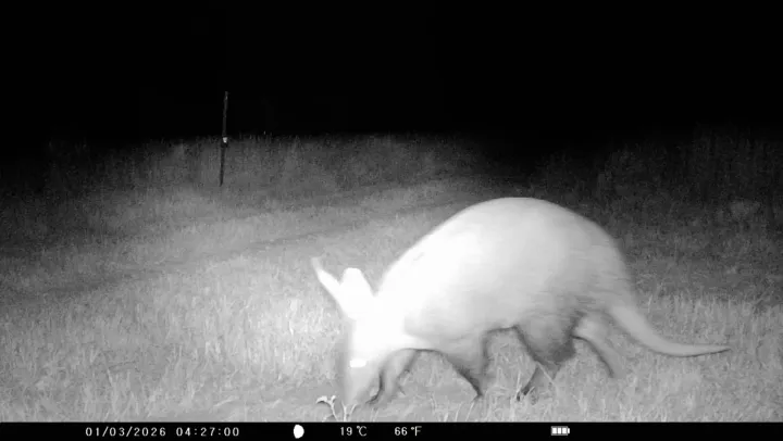 Aardvark