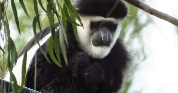 Mantled guereza