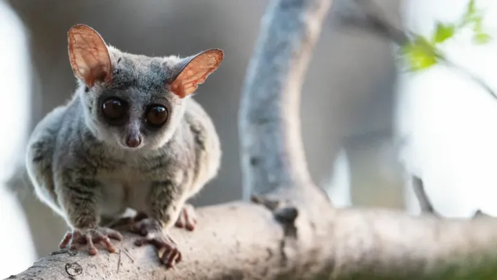 Senegal bushbaby