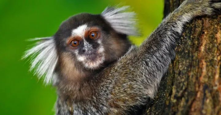Common marmoset