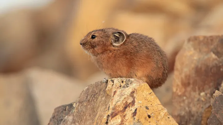 Northern pika