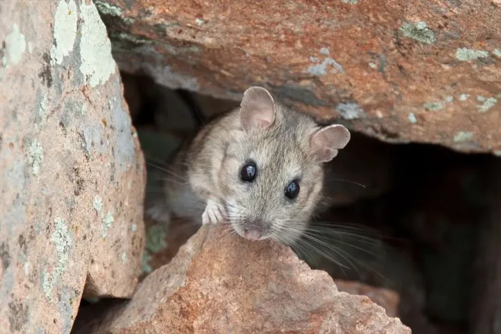 Сірий кущохвостий пацюк