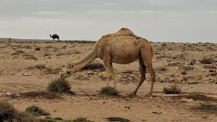 Dromedary camel