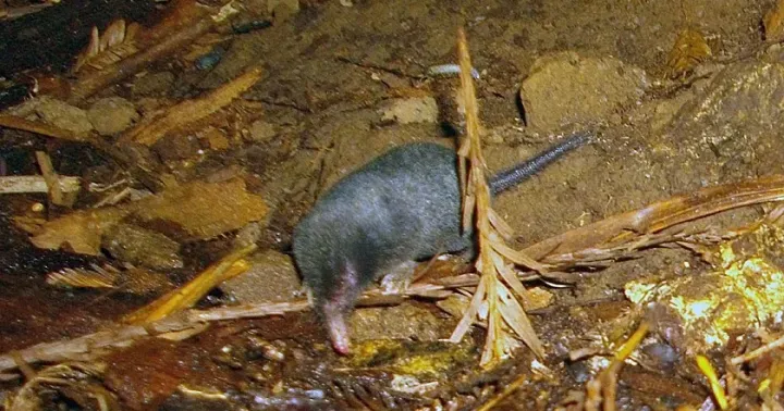 Northern short-tailed shrew