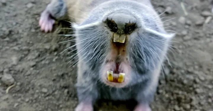 Lesser mole-rat
