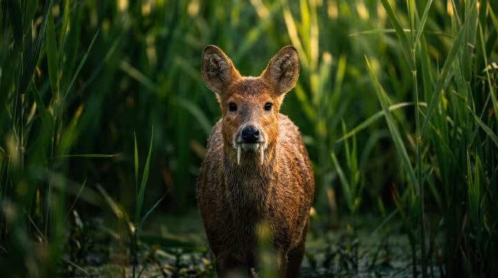 Chinese water deer
