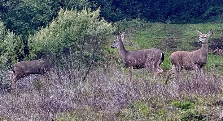 Mule deer