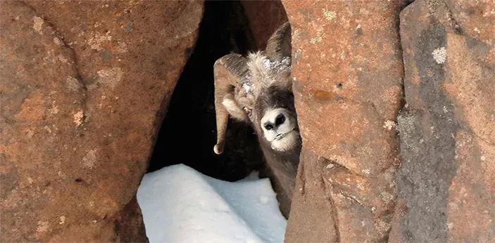 Bighorn sheep