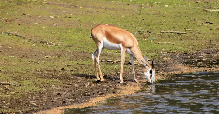 Springbok